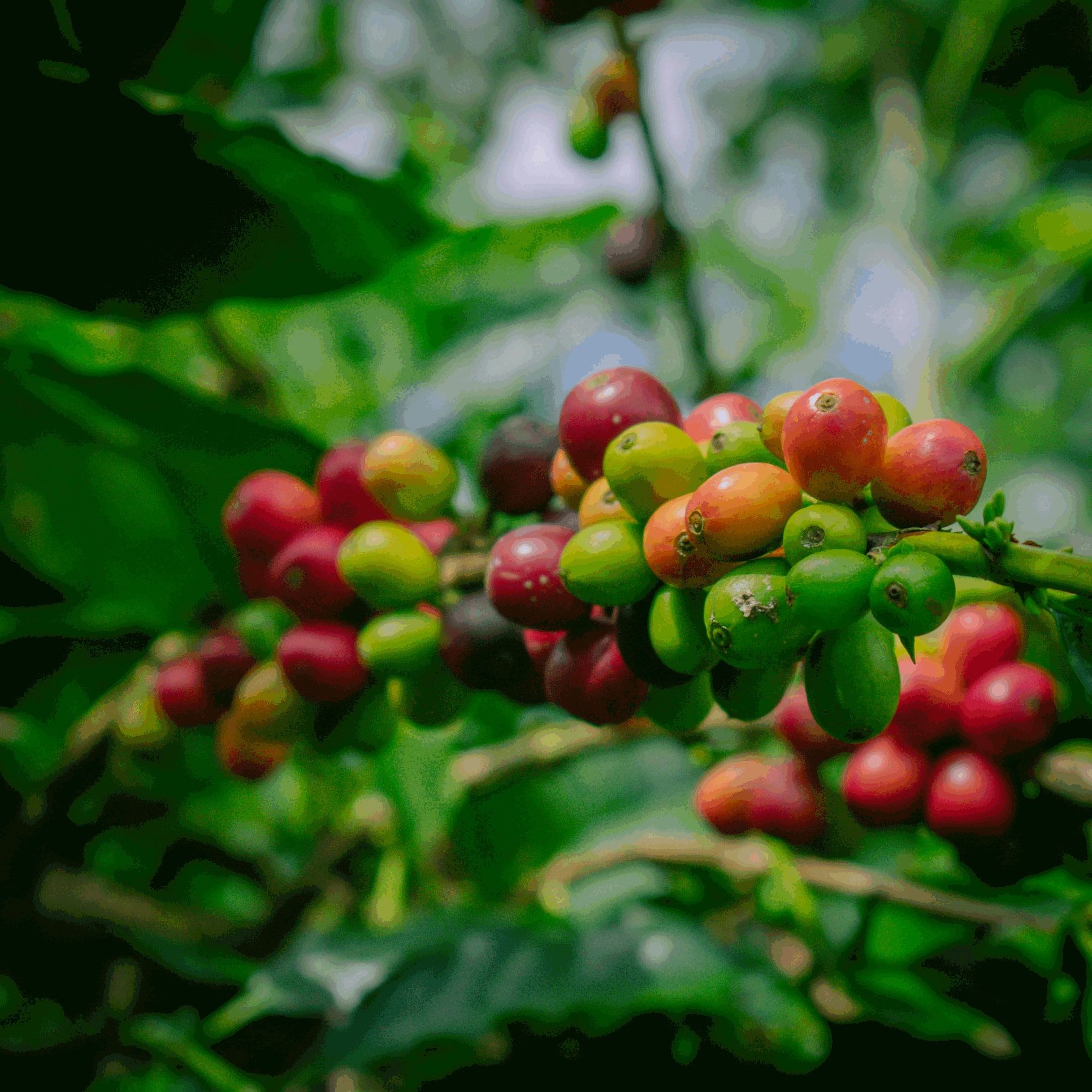 Finca Bellavista, Pitalito