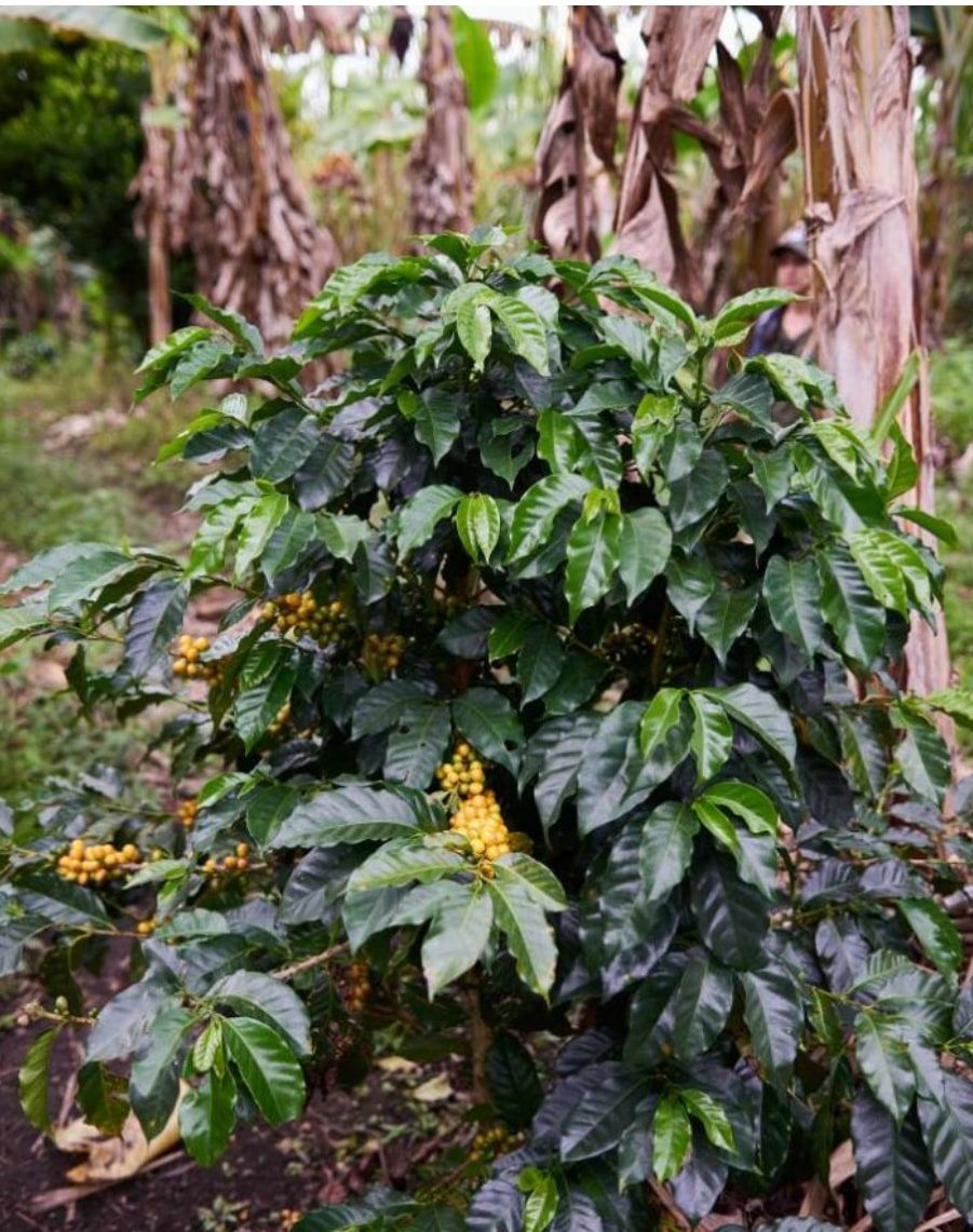 Finca El Porvenir, El Cairo