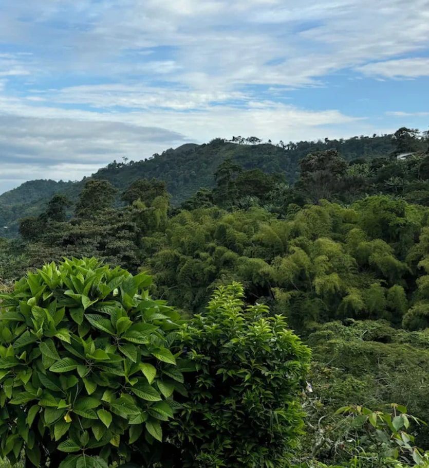 Finca La Macarena, Pijao