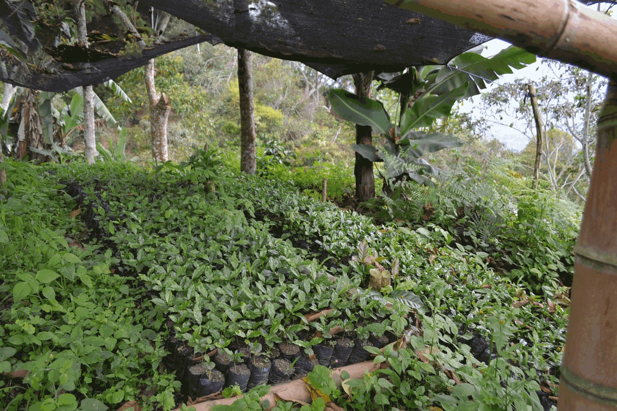 Finca San Fernando, Piedecuesta